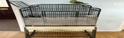 Parrots birds for sale: Alexandrine parrot - Advert 6