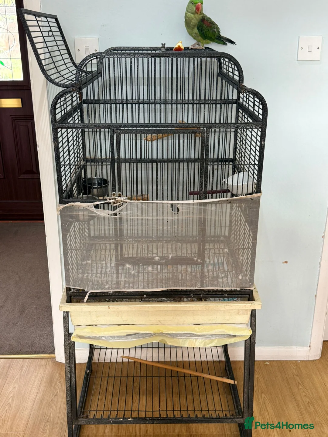 Parrots birds for sale: Alexandrine parrot - Advert 6