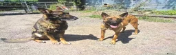 Mixed Breed dogs for sale: Belgian Malinois × German Shepherd Puppies 4 in Radstock - Advert 3