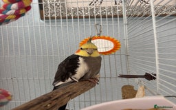 Cockatiels birds for sale: Cockatiel Parrot for Sale - Image 1