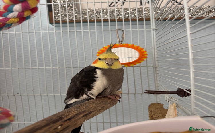 Cockatiels birds - Advert 2