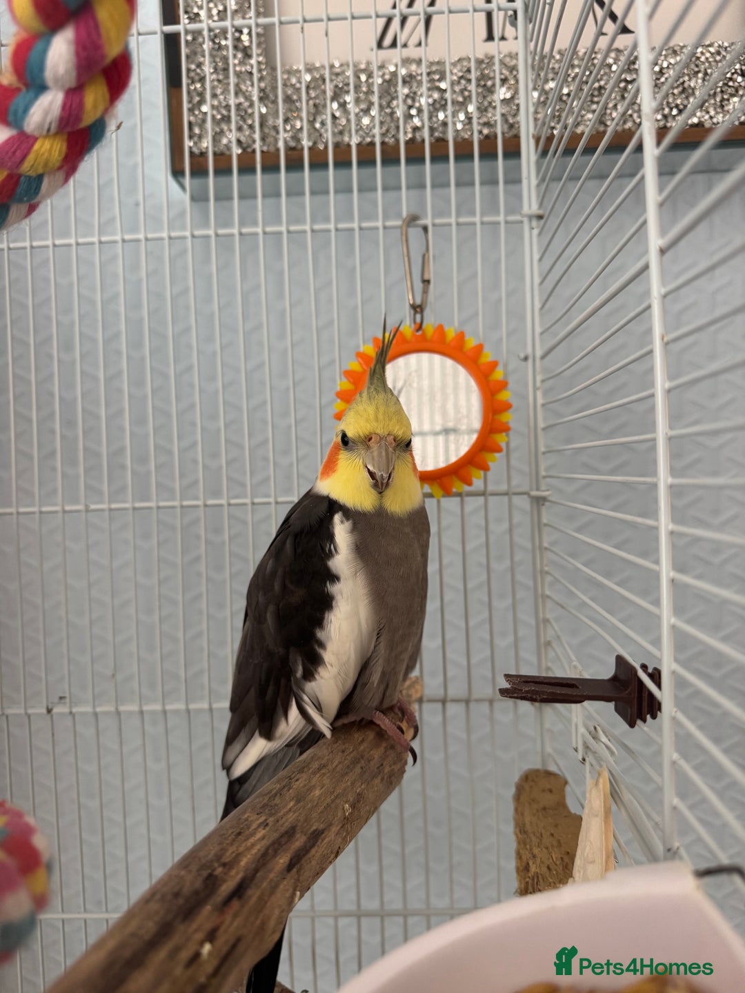 Cockatiels birds for sale: Cockatiel Parrot for Sale - Image 1