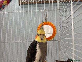 Cockatiels birds - Advert 15