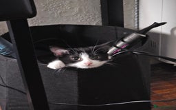 Mixed Breed cats for sale: Chocolate chip and Oreo in Enfield - Image 5