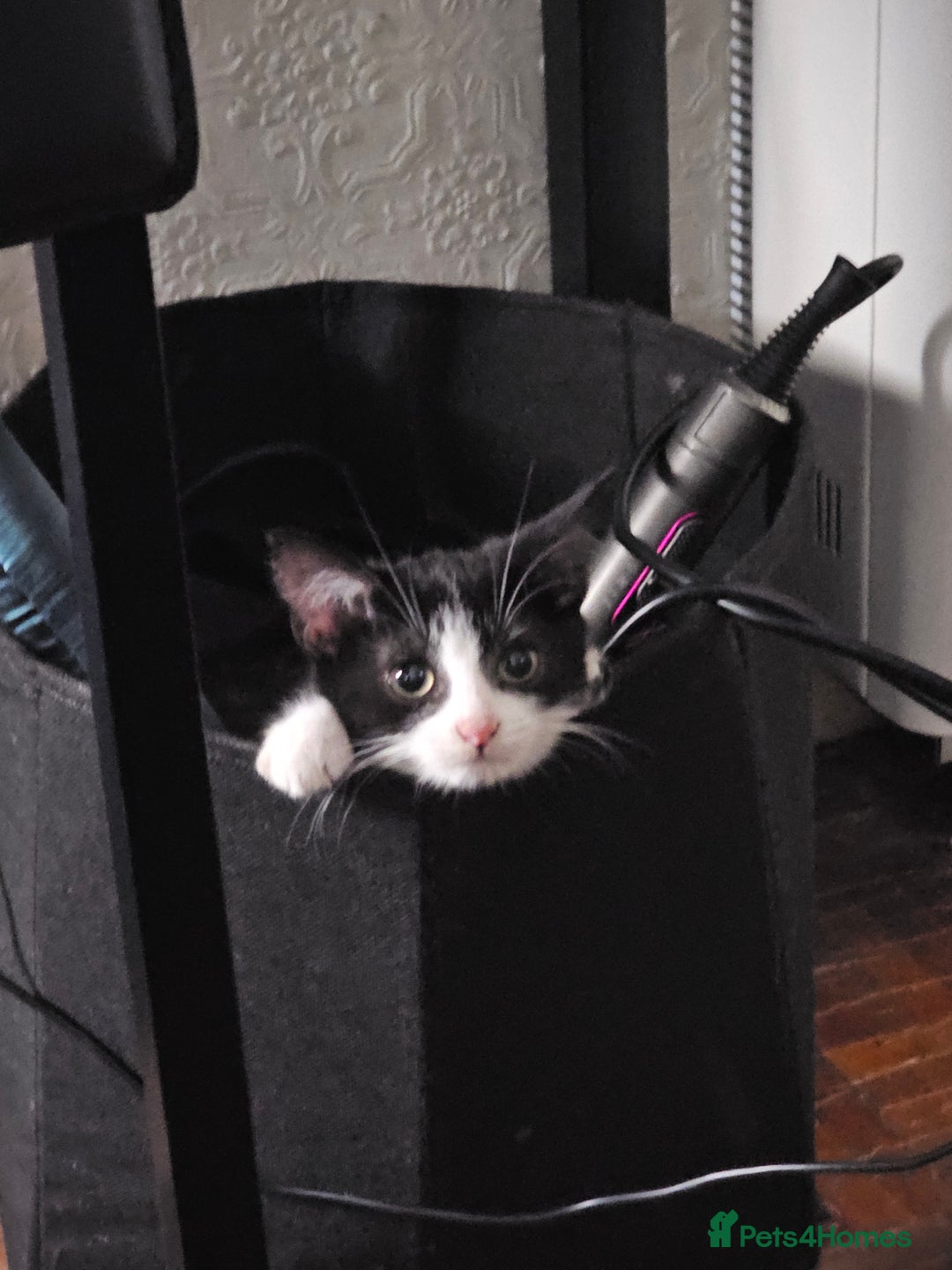 Mixed Breed cats for sale: Chocolate chip and Oreo in Enfield - Image 5