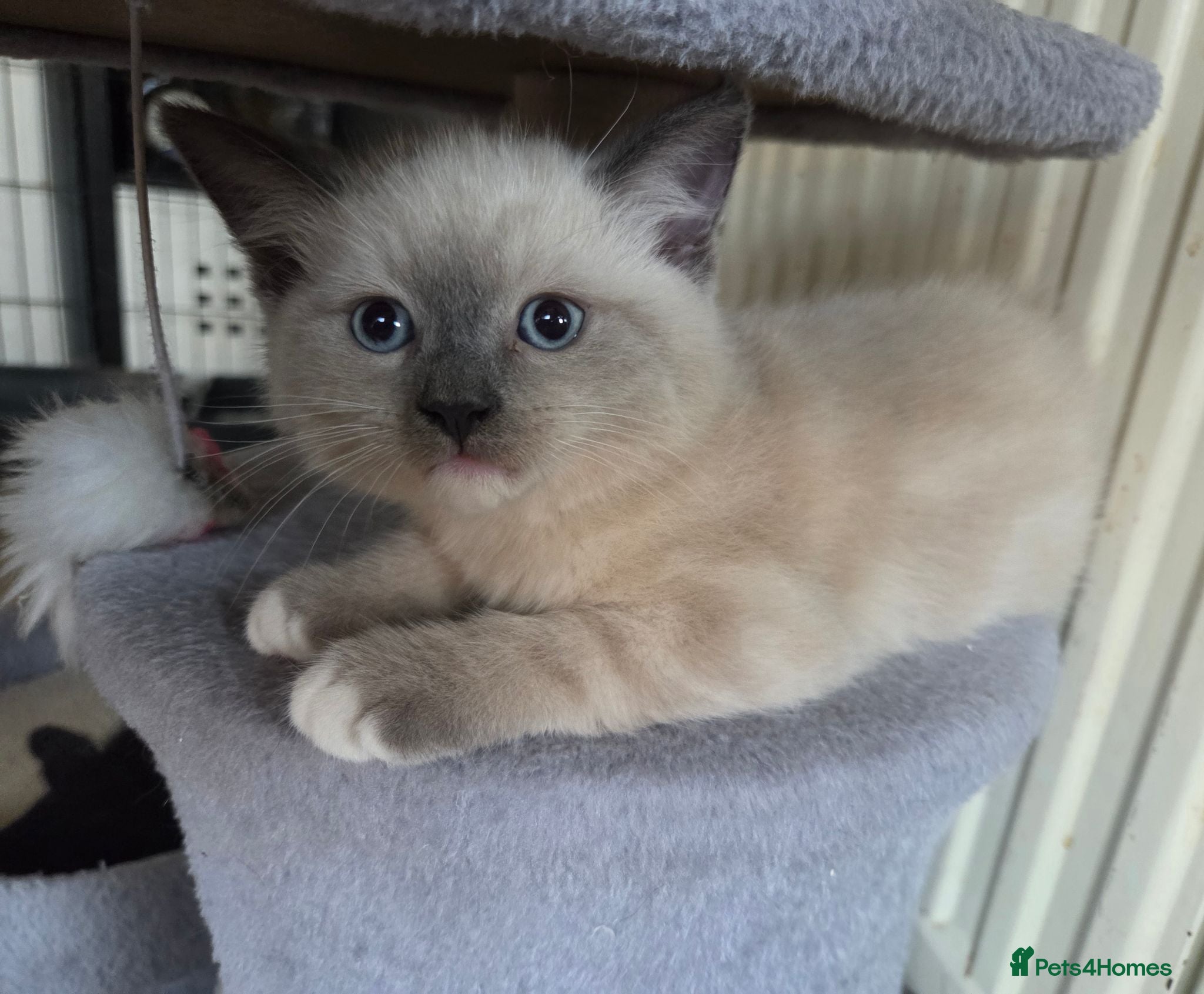 Mixed Breed cats 5 Kittens looking for new home  - Advert 1