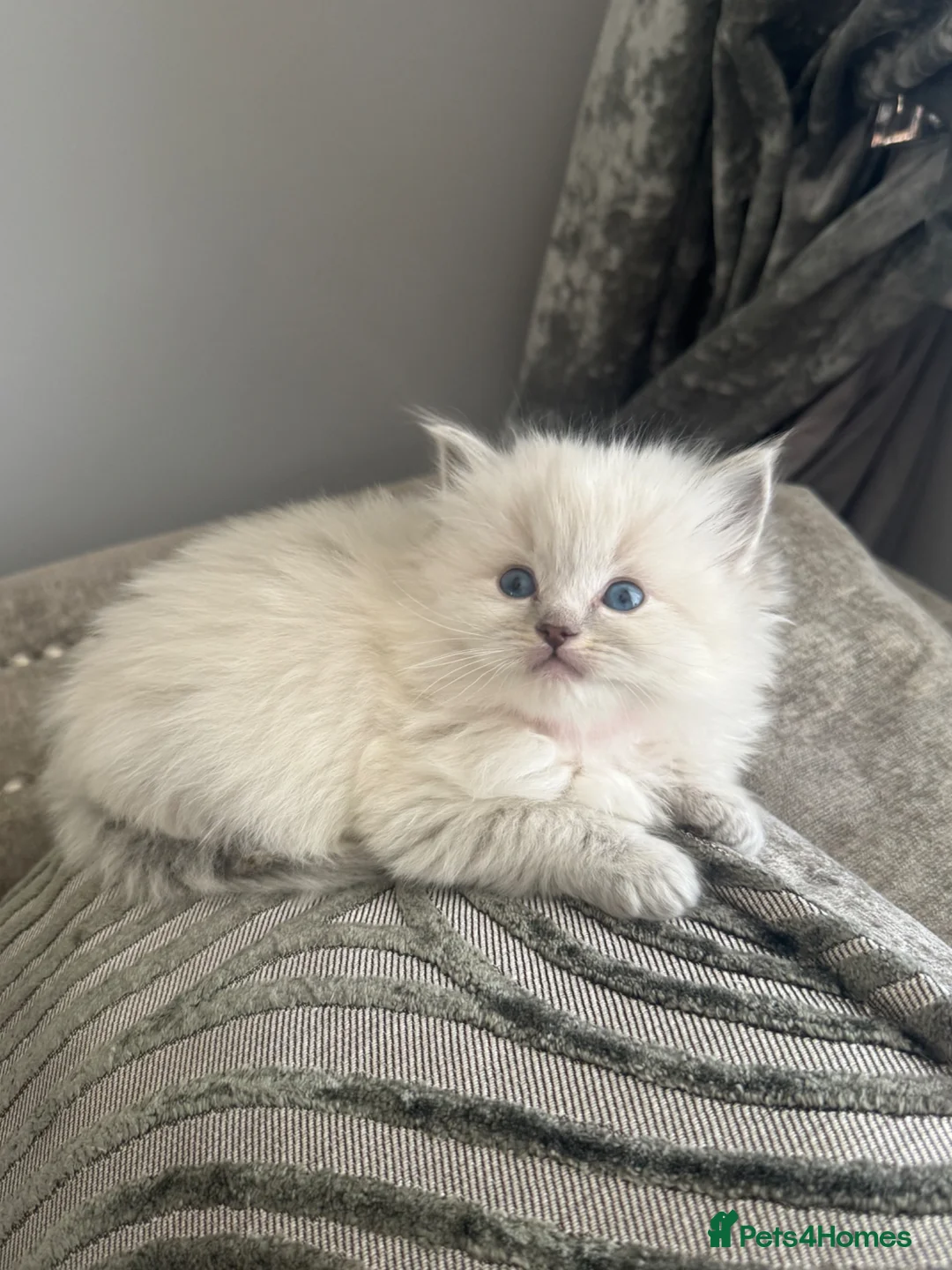 Ragdoll cats for sale: Beautiful Ragdoll Kittens - Advert 2