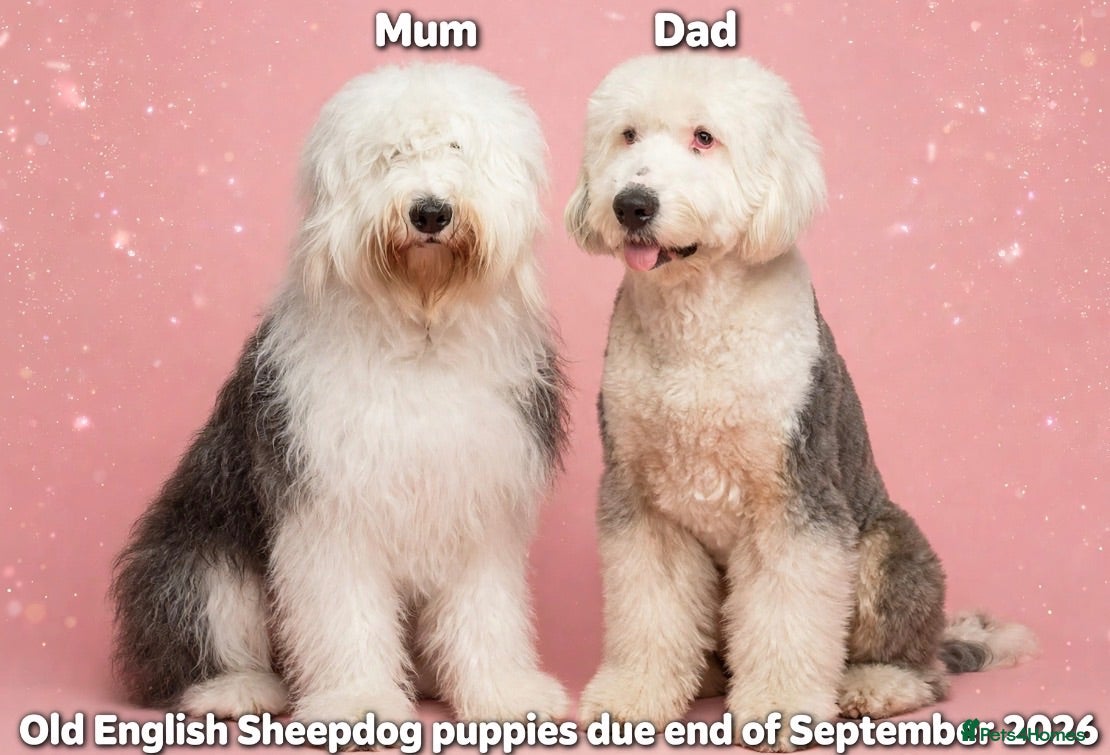 Old English Sheepdog dogs Old English sheepdog pups due September!  - Advert 3