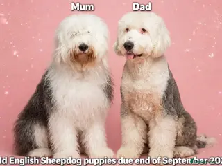 Old English Sheepdog dogs Old English sheepdog pups due September! - Advert 3