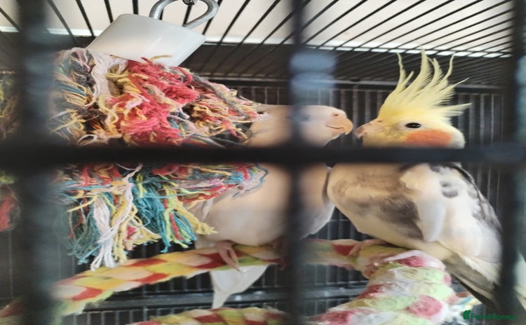 Cockatiels birds - Advert 1