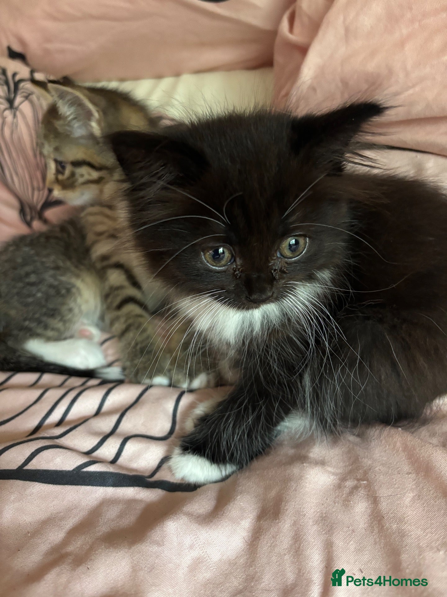 Persian cats Beautiful playful kittens Persian X  - Advert 17