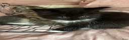 Persian cats for sale: Beautiful playful kittens Persian X  in Brighton - Advert 1