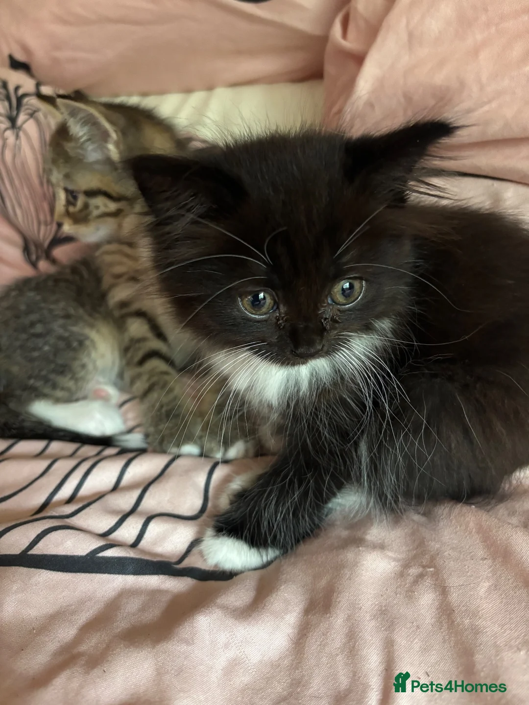 Persian cats for sale: Beautiful playful kittens Persian X  in Brighton - Advert 1