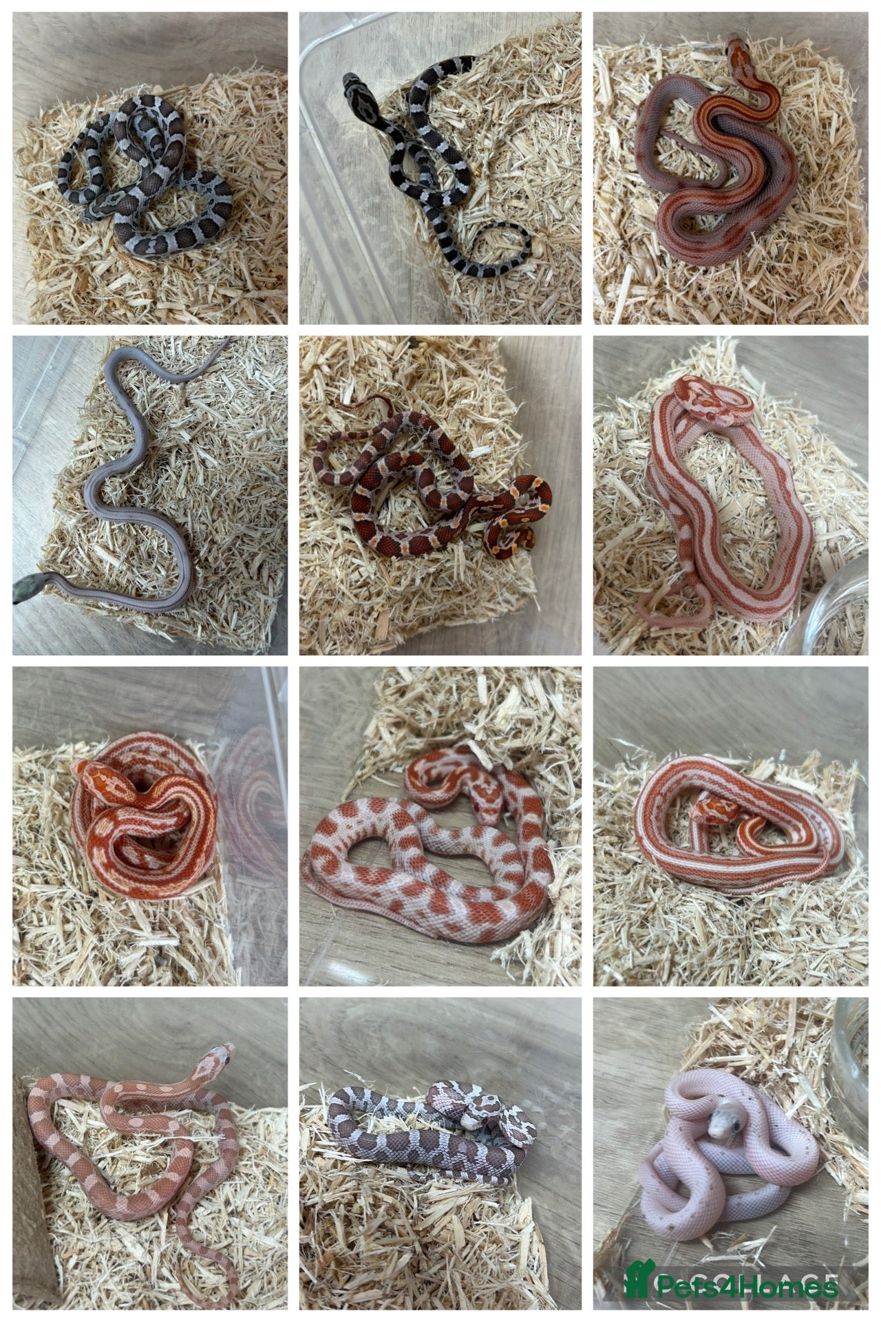 Corn Snake reptiles !!VARIOUS MORPH baby Cornsnakes!! - Advert 8