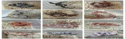 Corn Snake reptiles for sale: Various Morphed Cornsnake babies - Advert 5
