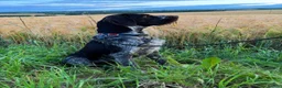 Mixed Breed dogs for sale: Gorgeous Huntaway X GWP Puppies in Turriff - Advert 3