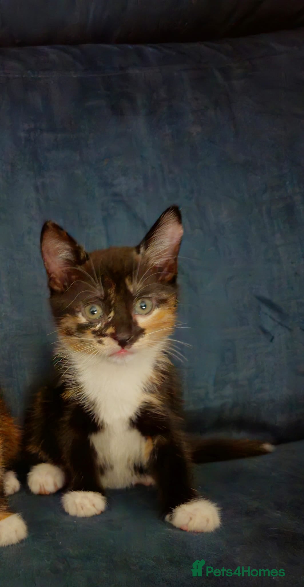 Mixed Breed cats 2 sweet girls. - Advert 6