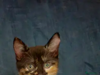 Mixed Breed cats 2 sweet girls. - Advert 6