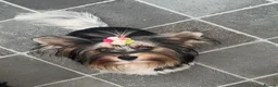 Yorkshire Terrier dogs for sale: Beautiful Yorkies for sale - Advert 2