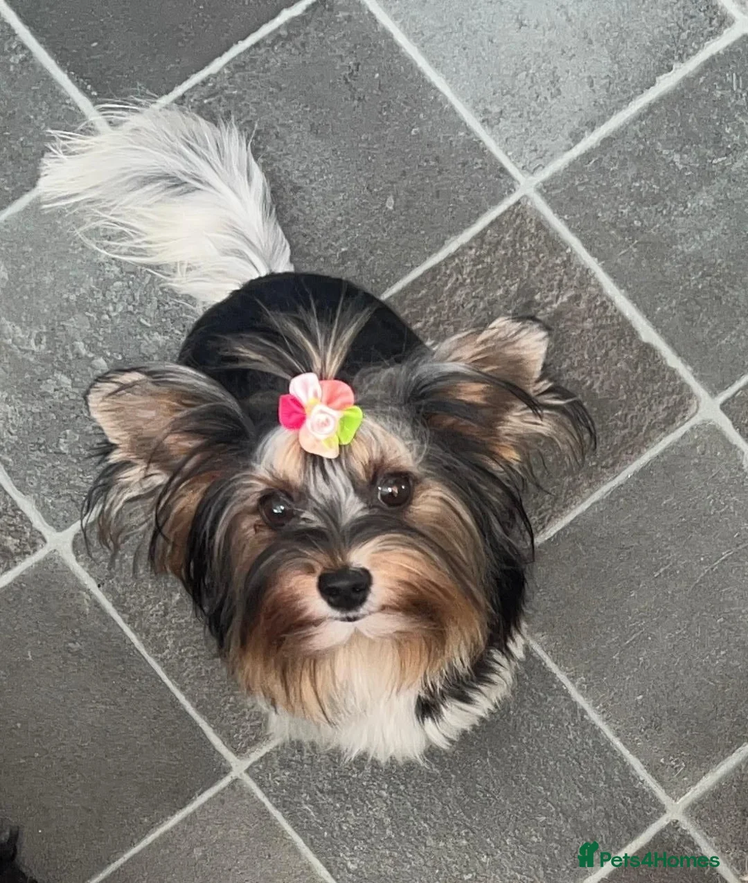 Yorkshire Terrier dogs for sale: Beautiful Yorkies for sale - Advert 2