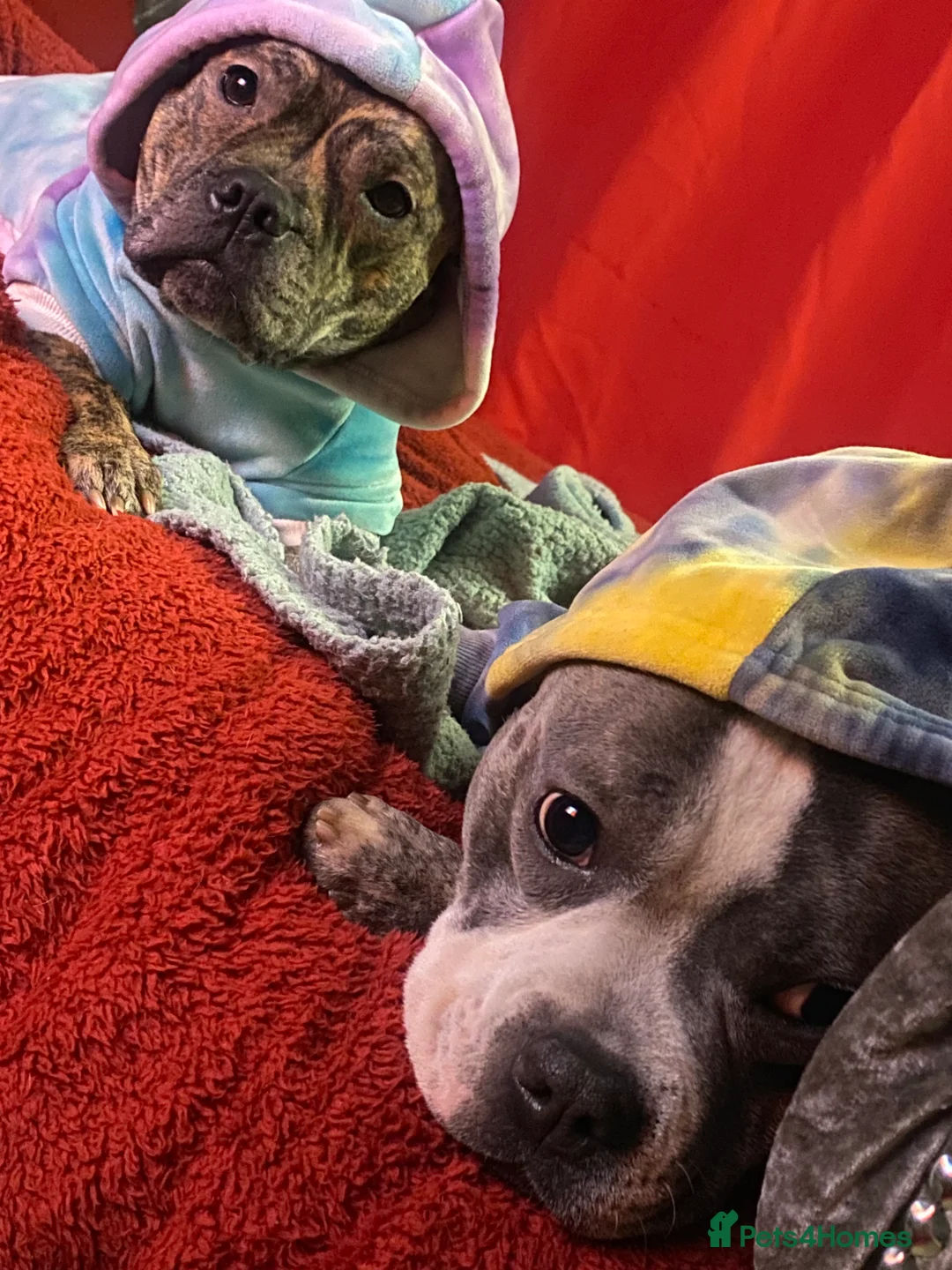 Staffordshire Bull Terrier dogs for sale: Staffordshire Bull Terrier x Bulldog - Advert 3