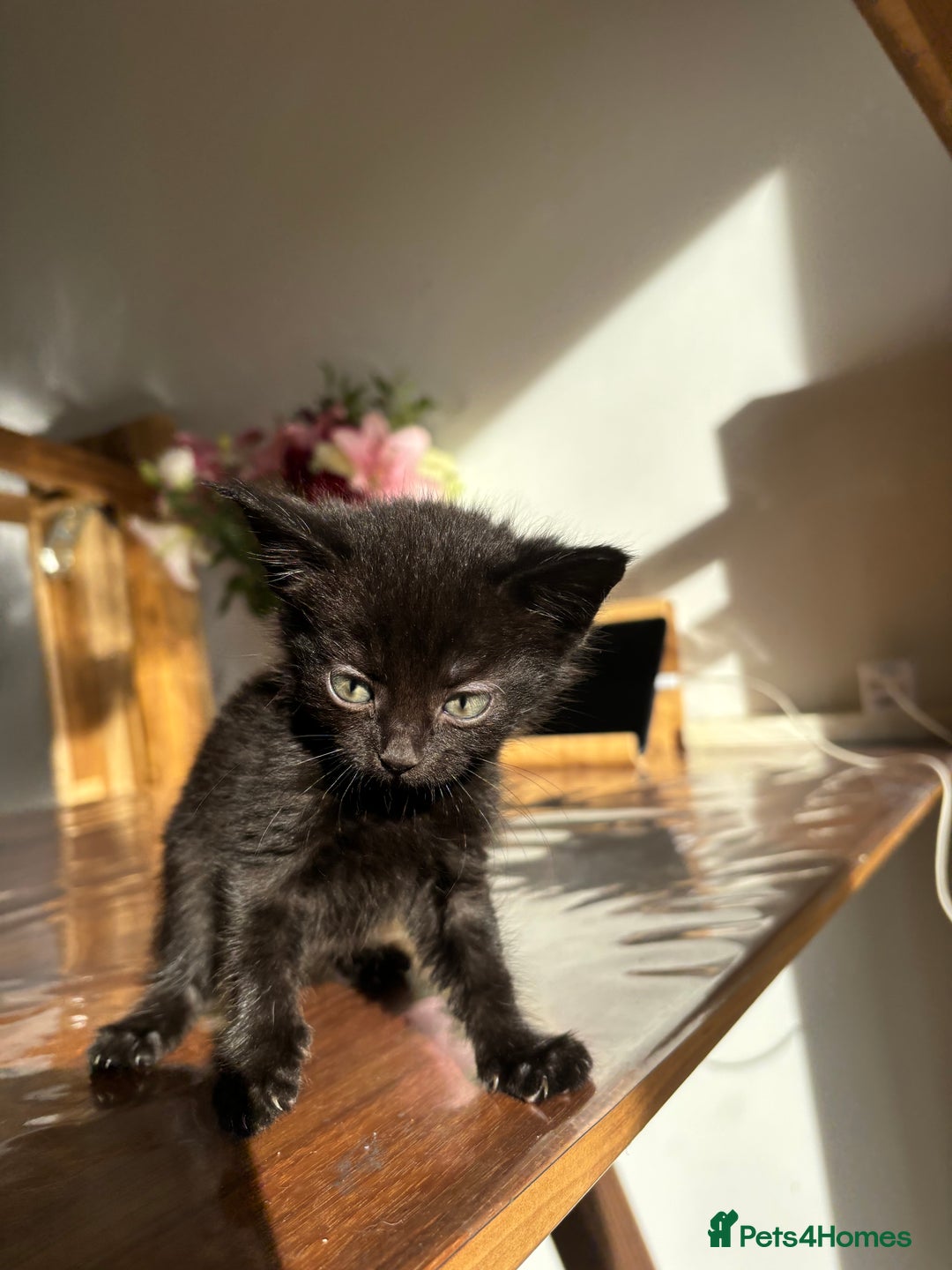 Mixed Breed cats for sale: 5 Beautiful Kittens looking for forever home 💕 - Image 6