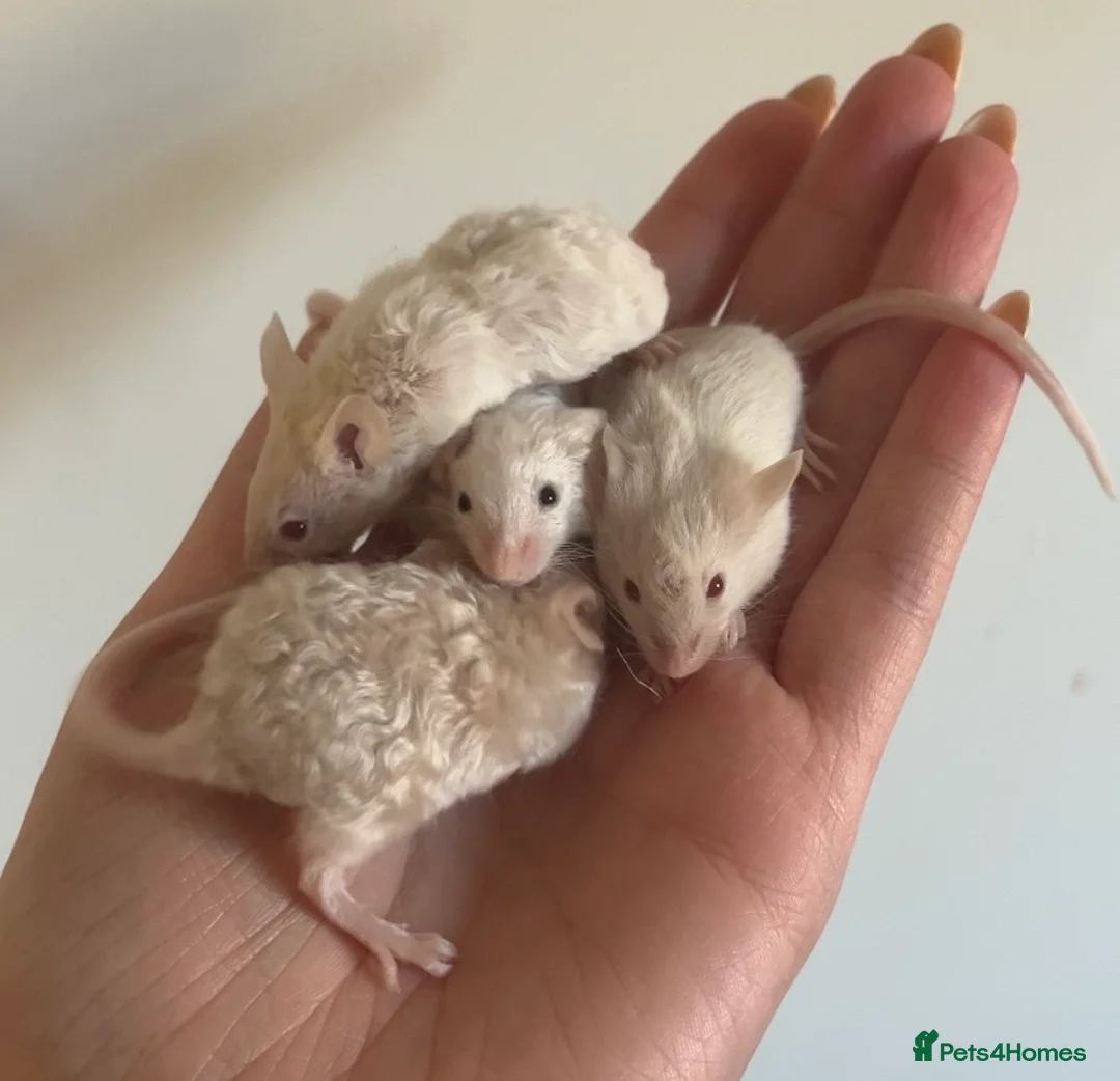 Mouse rodents for sale: Baby Texel Mice - Advert 1