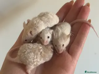 Mouse rodents Baby Texel Mice - Advert 3