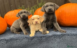 Labrador Retriever dogs for sale: stunning Lab Puppies Rare Colours & Family Raised - Image 1