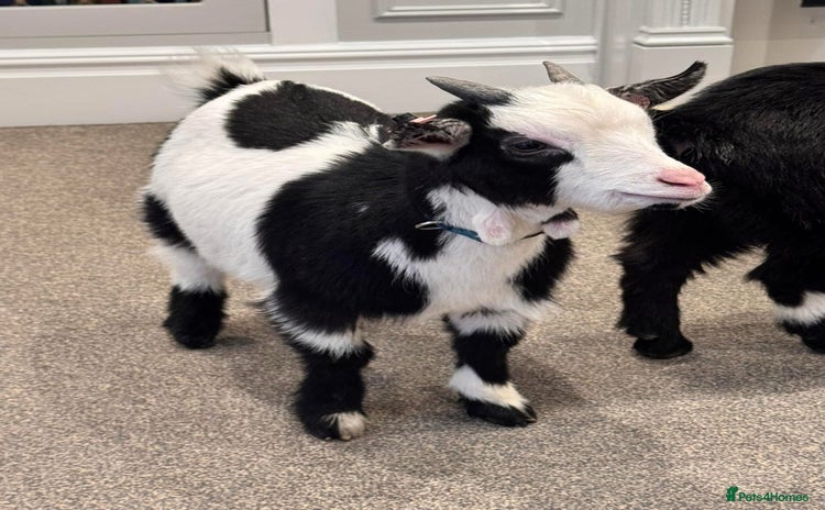 Goats livestock - Advert 1