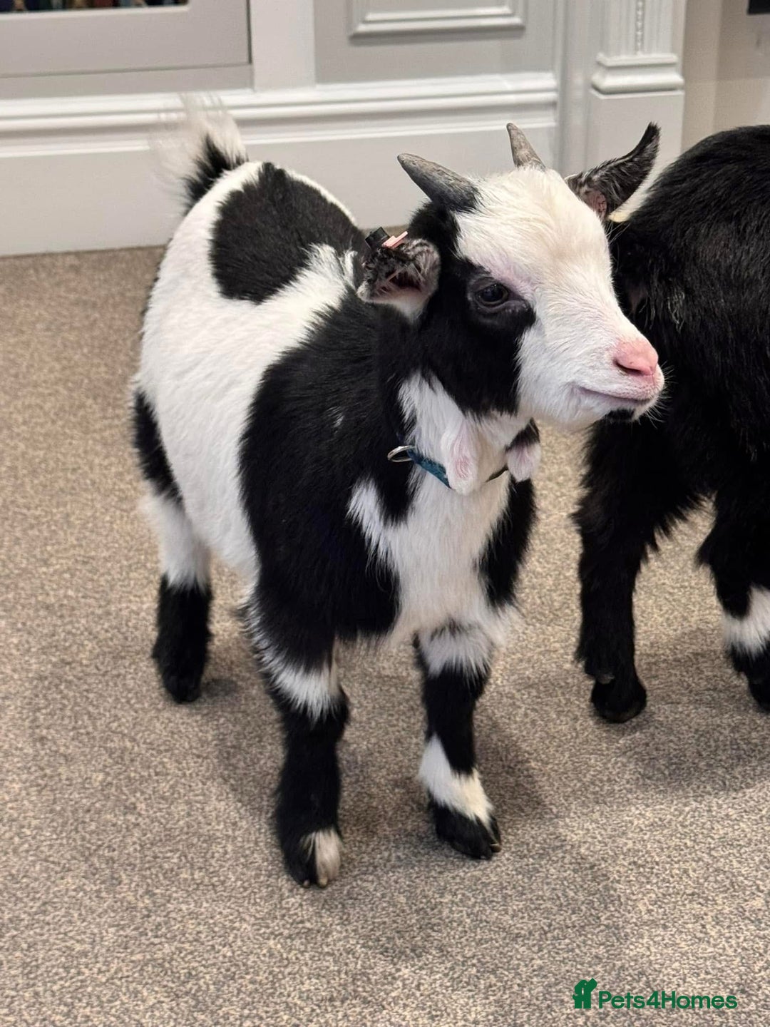 Goats livestock for sale: pygmy goats twin brothers - Image 1