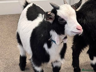 Goats livestock - Advert 5