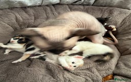 Mixed Breed cats for sale: Half Sphynx  - Image 10