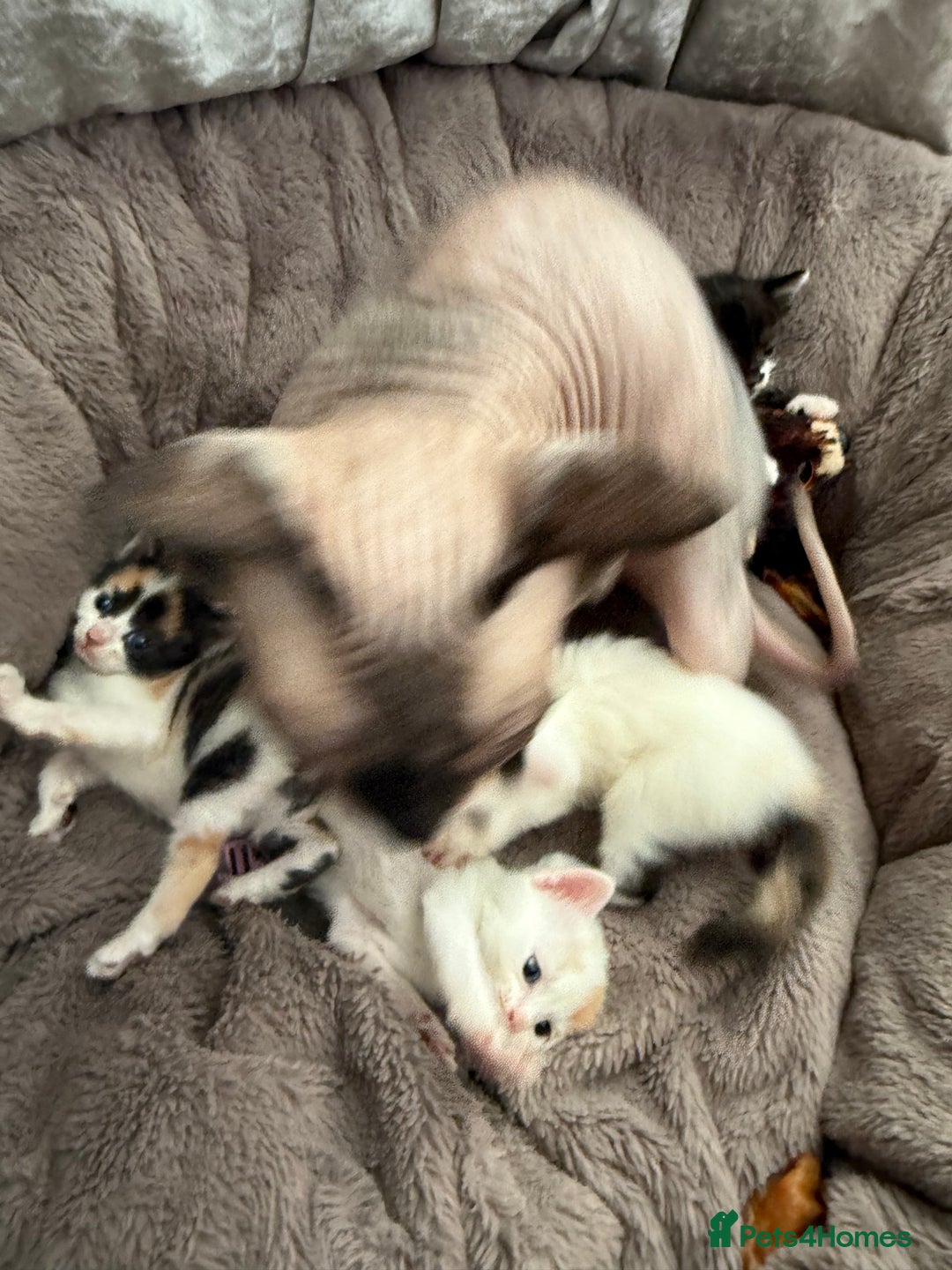 Mixed Breed cats for sale: Half Sphynx  - Image 10