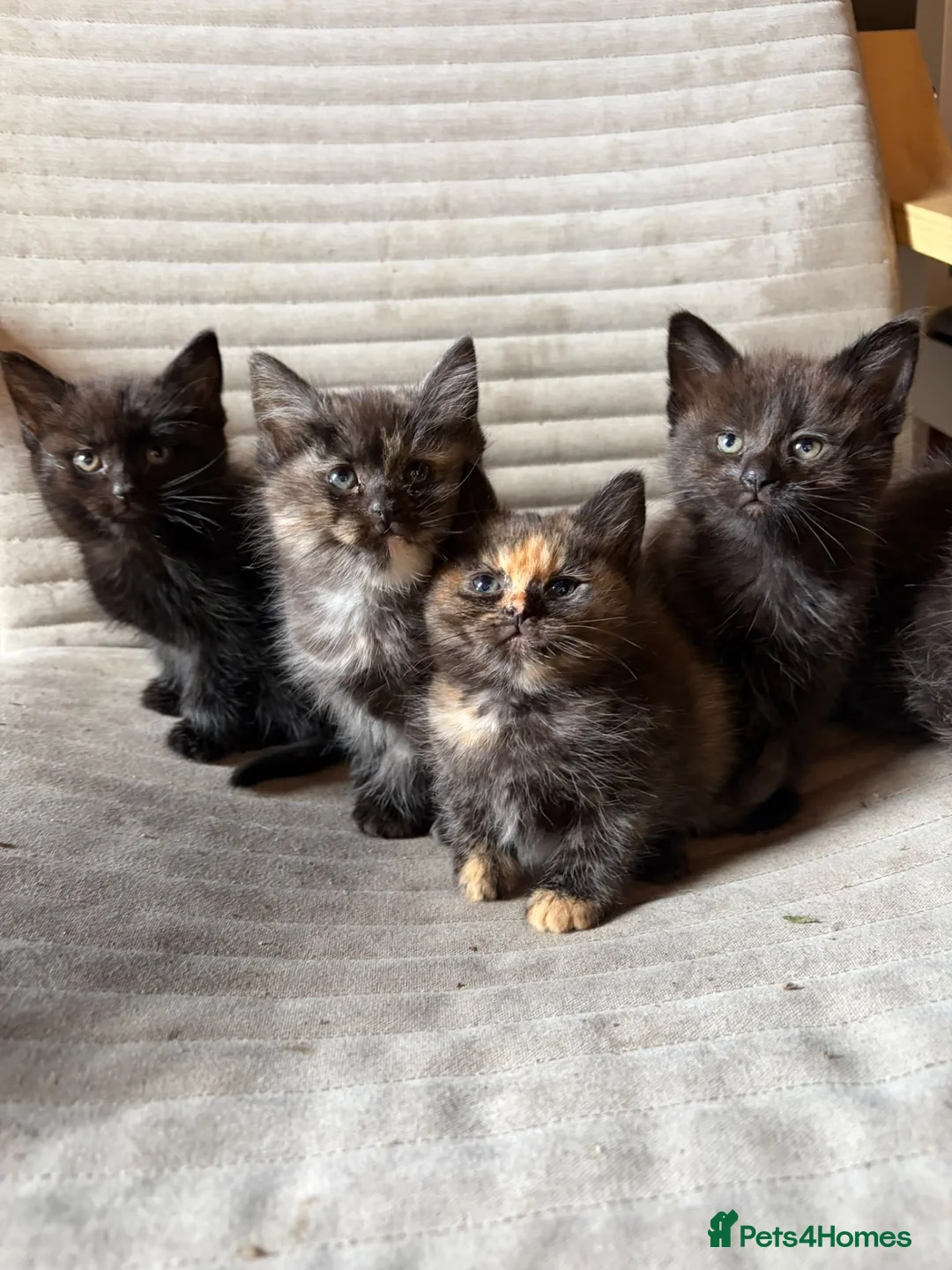 Maine Coon cats for sale: 5 half Maine coone kittens ready to go  - Advert 8