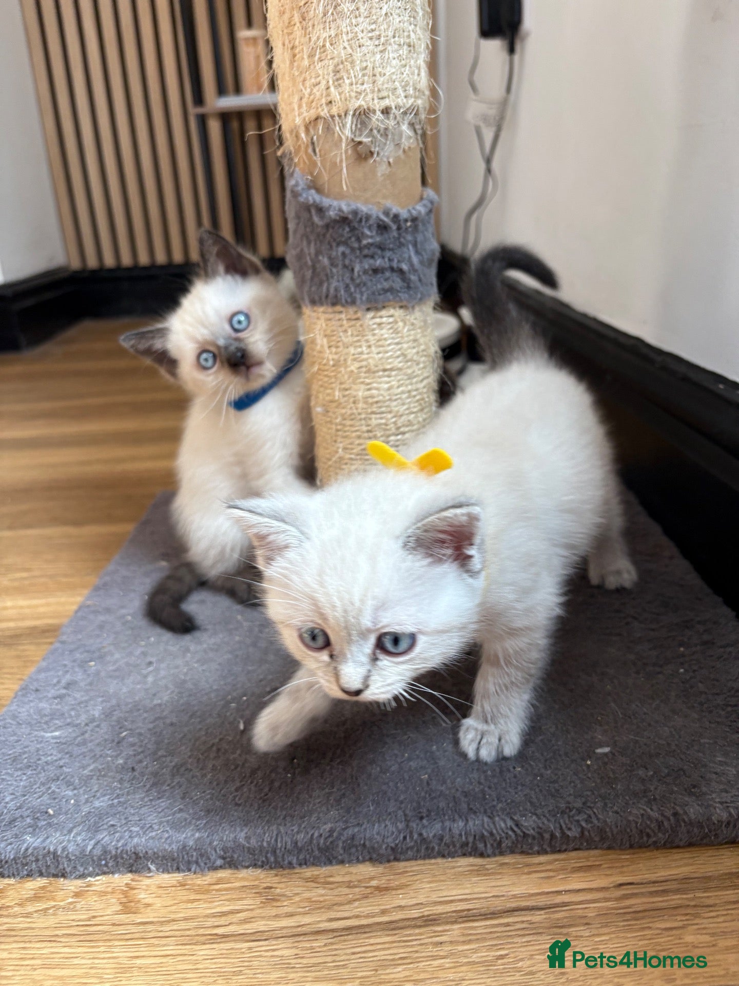 Ragdoll cats Siamese X Ragdoll Kittens - Advert 11
