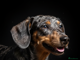 Miniature Dachshund dogs Pra hereditary clear min smooth dachshund - Advert 4