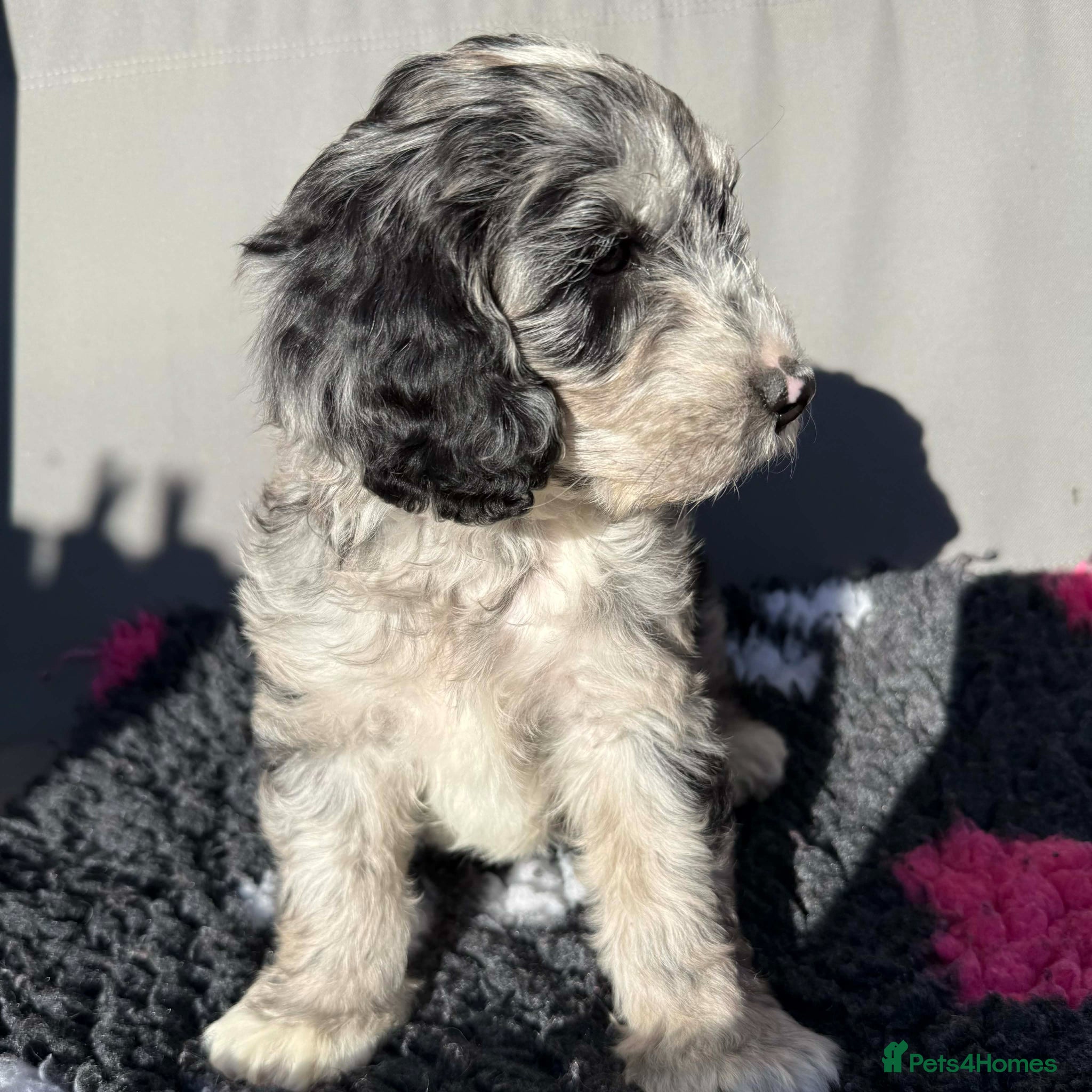 Australian Labradoodle dogs READY AUSTRALIAN LABRADOODLE FOR A NEW HOME - Advert 18