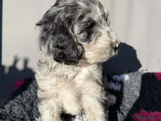 Australian Labradoodle dogs READY AUSTRALIAN LABRADOODLE FOR A NEW HOME - Advert 18