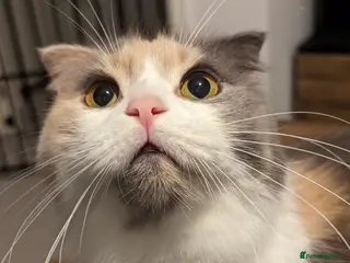 Scottish Fold cats Female longhair diluted calico Scottish fold - Advert 1