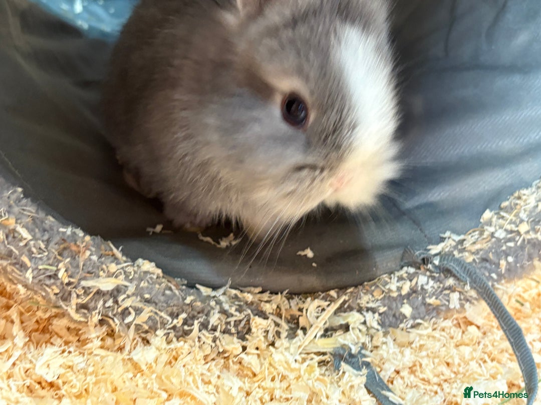 Netherland Dwarf rabbits for sale: Netherlands x lion heads  - Image 3