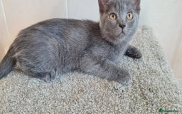 British Shorthair cats for sale: British Blue shorthair, Lilac, Colorpoint Kittens - Image 11