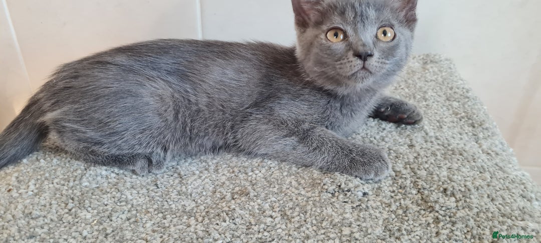 British Shorthair cats for sale: British Blue shorthair, Lilac, Colorpoint Kittens - Image 11