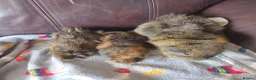 Guinea Pig rodents for sale: Baby guinea pigs, 1 girl, 1 boy - Advert 16