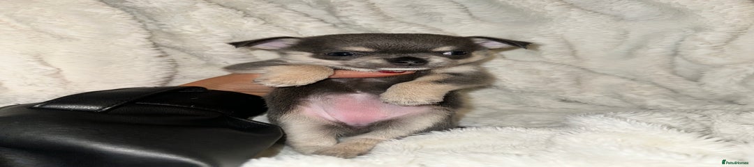 Chihuahua Puppy 2