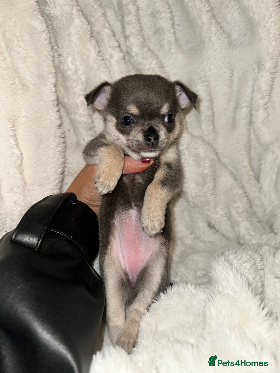 Chihuahua dogs for sale: chihuahua pups for sale  - Image 9