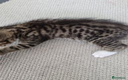 Maine Coon cats for sale: Cross Maine Coon - Image 3