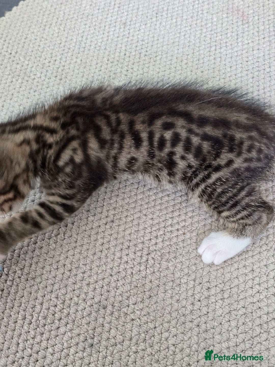 Maine Coon cats for sale: Cross Maine Coon - Image 3