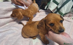 Mixed Breed dogs for sale: Beautiful dachshund mix puppies  - Image 19