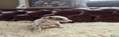 Whippet Puppy 4